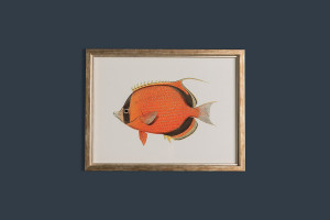 Постеры Fishes (Horizontal) набор 6 шт