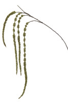 Декоративная ветвь Amaranthus