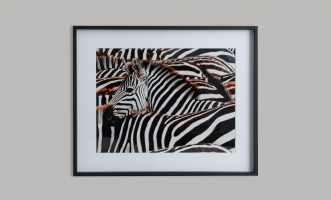 Постер Zebras
