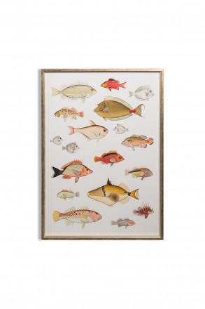 Постер Symphony of Fishes